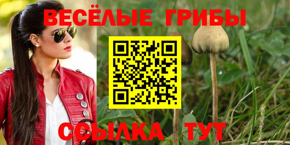 купить закладку  Вход с VPN  Михайловка  Псилоцибиновые грибы Psilocybine cubensis  Галлюциногенные грибы Psilocybine cubensis 