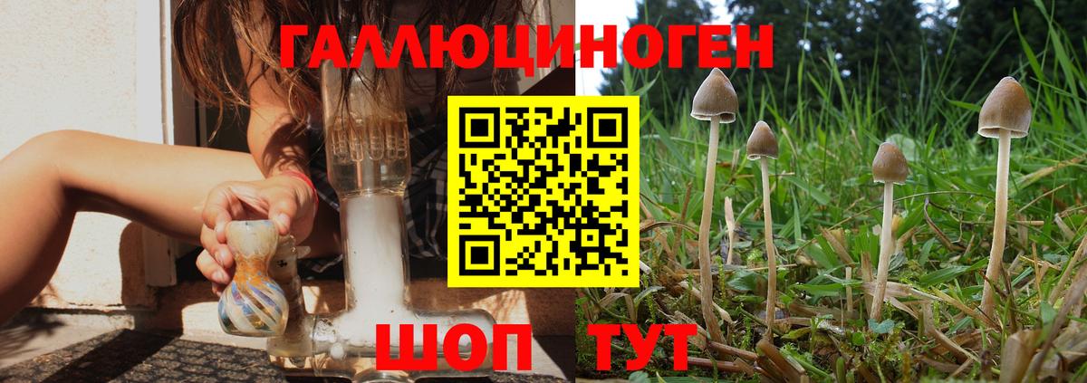 Псилоцибиновые грибы Cubensis Михайловка